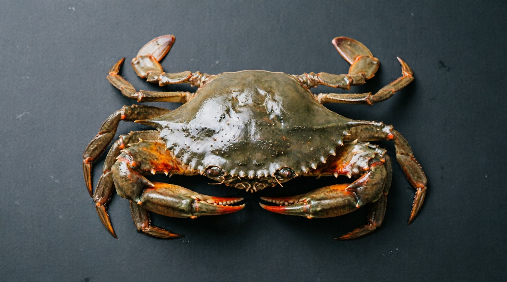 Live mud crab