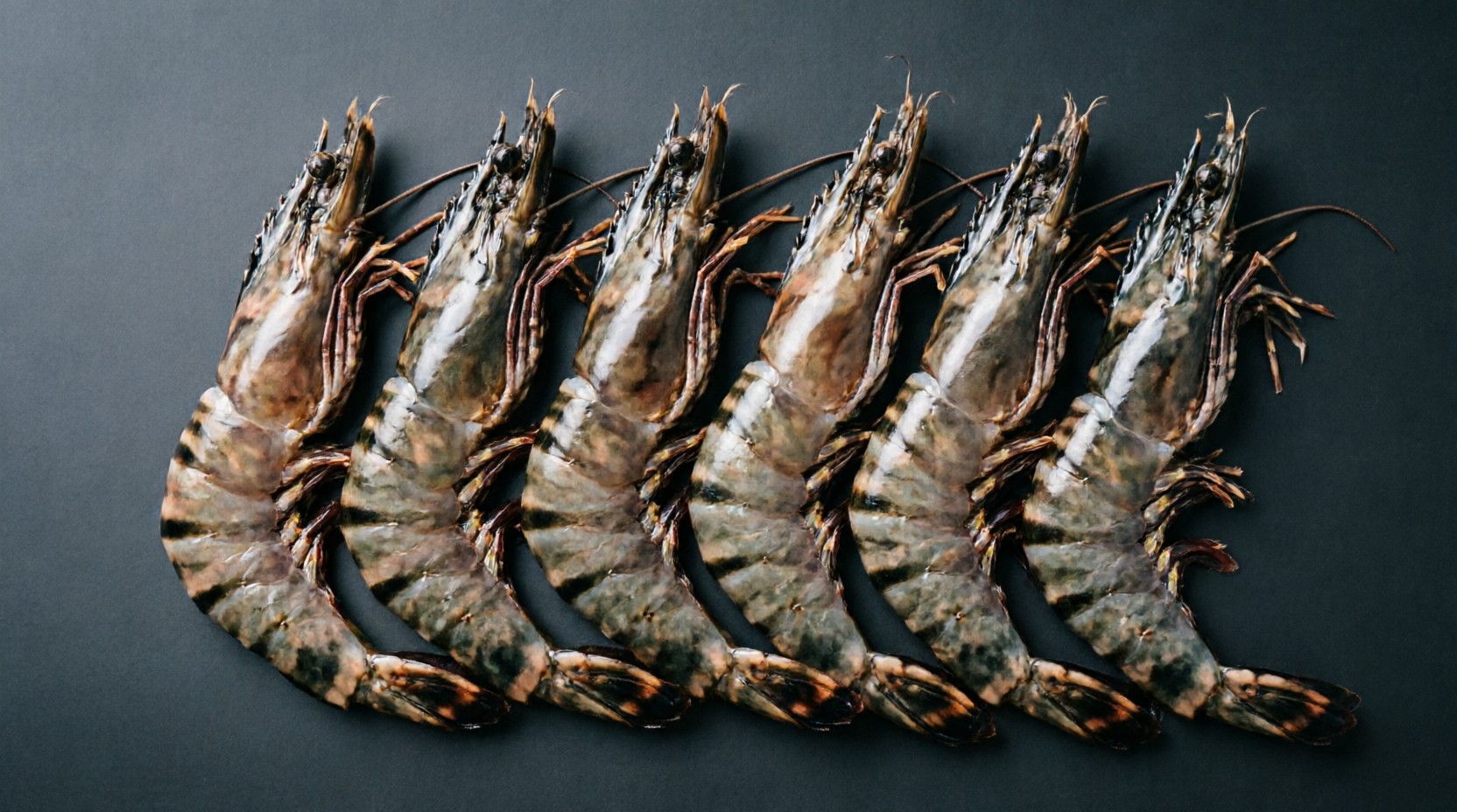 Fresh black tiger prawns